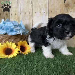 Oreo, Shih-Poo Puppy